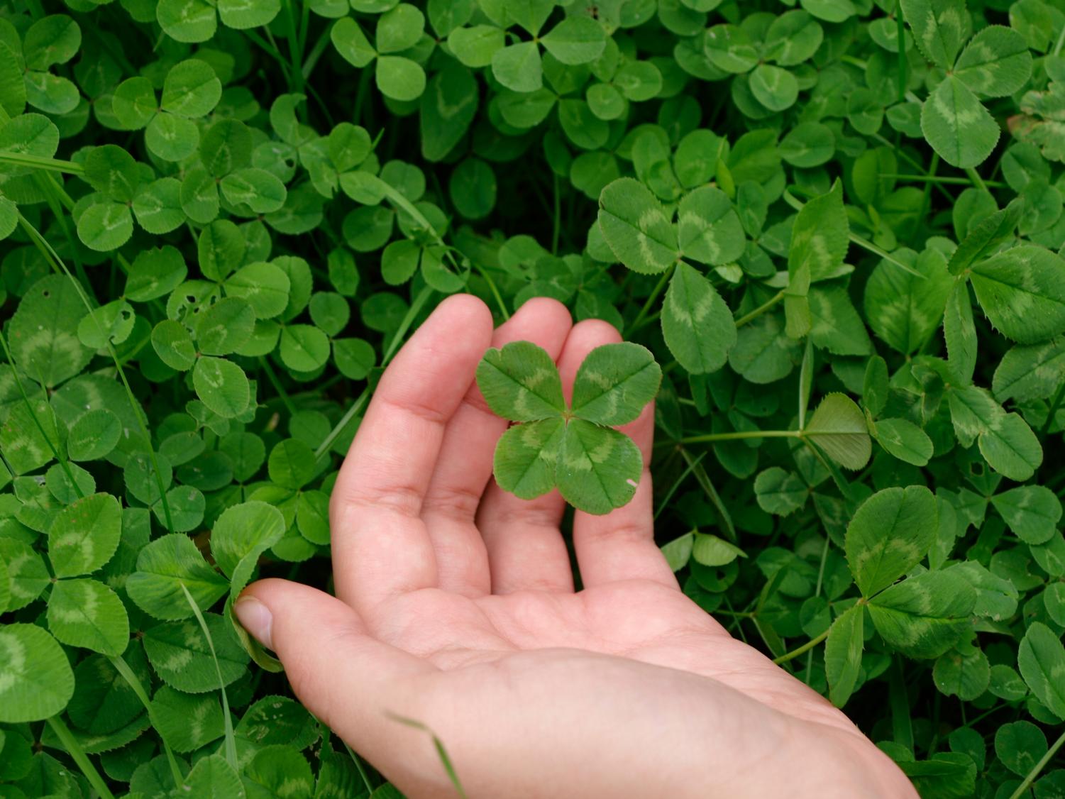 The Origin Of The Four Leaf Clover The Predator