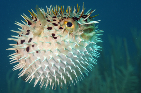 Top 7 Deadliest Sea Creatures That Could Kill You
